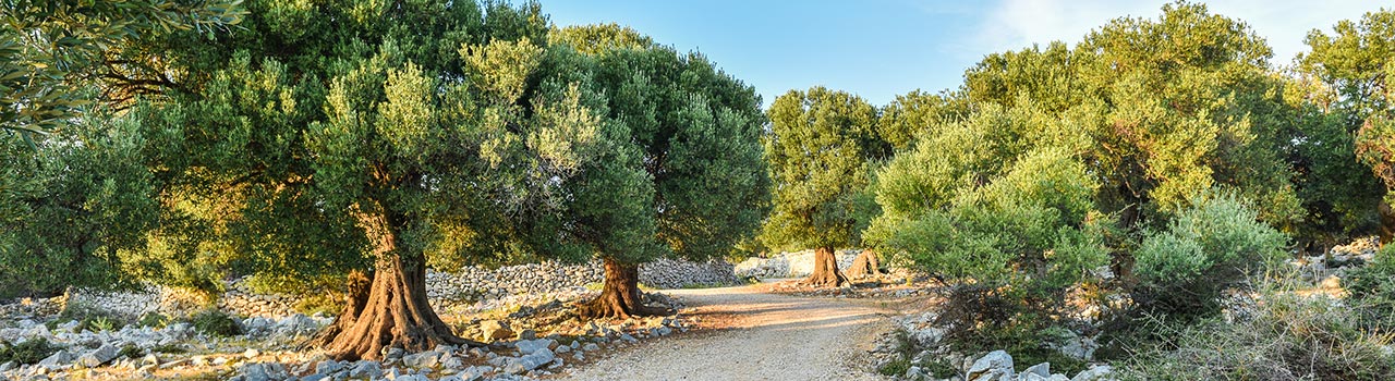 Olivenhain, Italien, Kalabrien